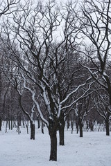 Snow covered trees of Robinia pseudoacacia umbraculifera