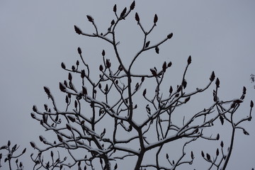 Branches of Rhus typhina covered with snow