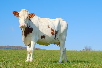 Vache
