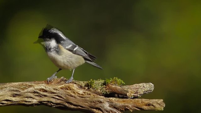 Coal Tit in Vosges, France - specie Periparus ater family of paridae