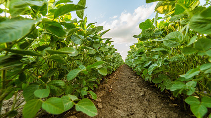 Green ripening soybean field, agricultural landscape