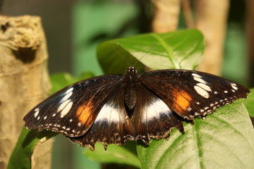 FARFALLA