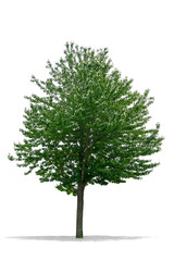  Beautiful green Tree Isolated on a White Background in High definition