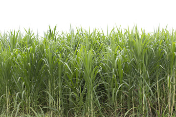 Grass isolated on white background. Pennisetum purpureum. © krsprs