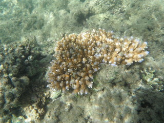 BARRIERA CORALLINA
