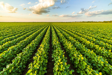 Fototapeta na wymiar Green ripening soybean field, agricultural landscape