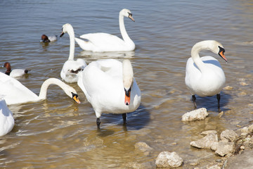 Swans on the lake