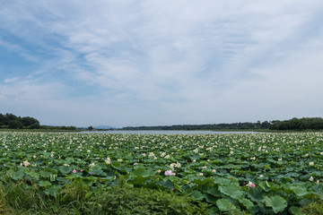 蓮の花が咲く沼と空