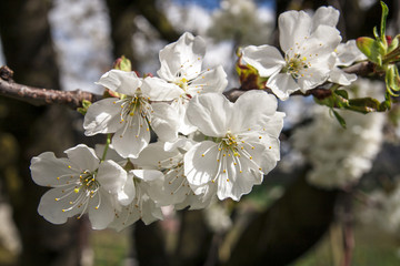 Close-up of cherry blossoms. You can see a small branch with several white cherry blossoms.