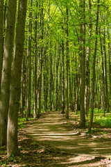 Fototapeta na wymiar Path between trunks of trees in the wood