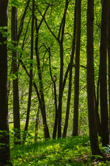 Obraz premium Early foliage in the wood