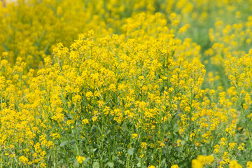 Obraz premium small yellow flowers in a meadow
