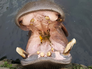 hippopotamus in water