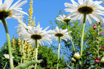 Wonderful dreamlike daisies (Marguerite) meadow in the sunlight, Germany.