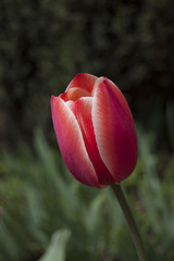 Fototapeta premium Tulip on green fresh background. Spring blossom. Red and white flower color mix. Nature .