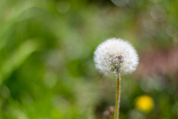 white fluffy dandelion on a background of foliage