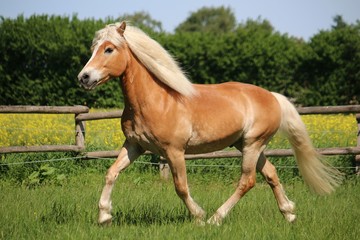 beautiful haflinger horse is runnign on a paddock in the sunshine - obrazy, fototapety, plakaty