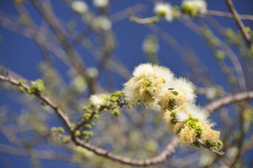 Thorn tree in Blossom