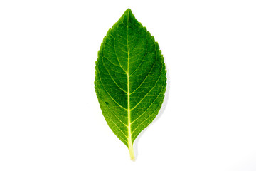 Fototapeta premium green leaf on white background.