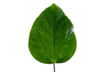 green leaf on white background.