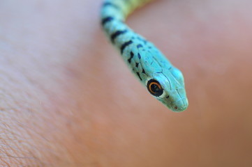 Small Green Garden Snake