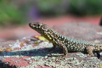 Eidechse sitzt auf alter Mauer und sonnt sich