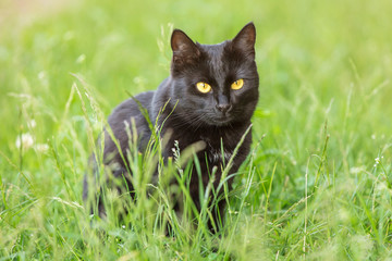 Naklejka na ściany i meble Beautiful black cat with yellow eyes sits outdoors in grass in nature