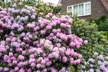 Spring flowers in the park in Arnhem, Netherlands
