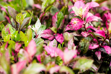Ornamental plants with colorful leaves.