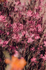 Obraz premium pink flowers blossom in the garden