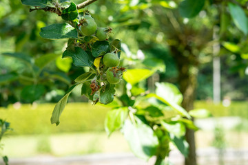 Baby fruits in the garden