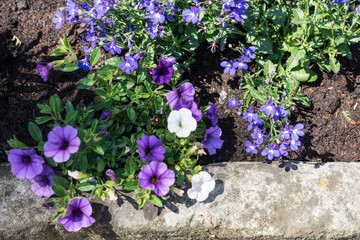 Spring flowers in the park