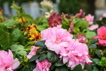 Azaleas flower on flowebed