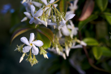 Fleur Jasmin gros plan