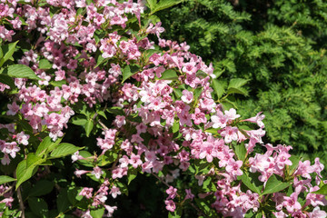 Spring flowers in the park