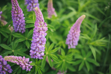 Lupine field with green grass
