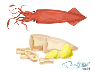 Sea monster. Ocean animal. Squid, tentacles and salted squid rings. Isolated illustration set on a white background. Illustration of a dish of squid with lemon. Squid rings cooked. Vector illustration