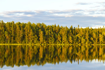 wonderful wild forest and lake in the warm sun