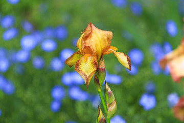 color iris on the background of blue flowers