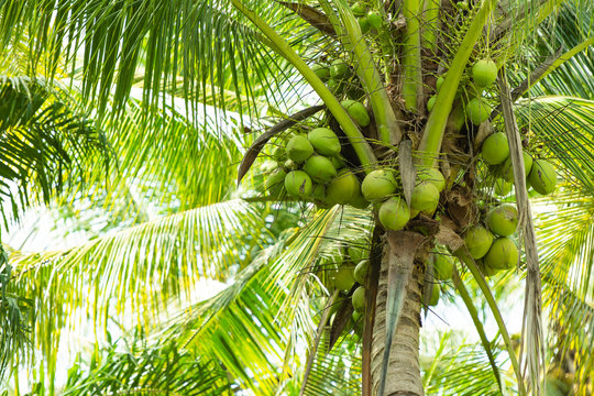Fresh coconut on coconut tree