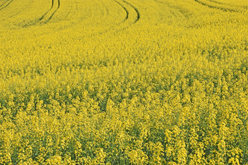 Yellow rape field in spring