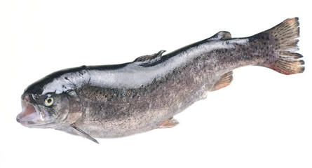 Fish trout