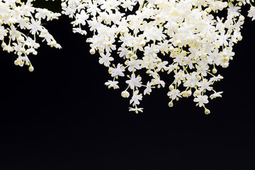 lovely little white flowers on a black background