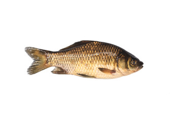 Naklejka premium carp isolated on white background