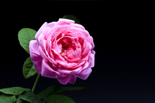 Fototapeta pink rose on a black background