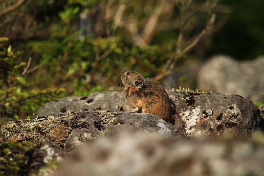 ナキウサギ