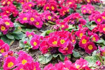 Pink primula flower on flowebed