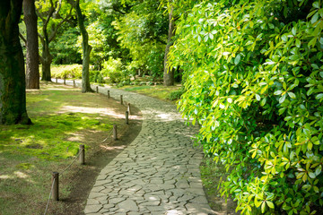 公園の木々と散歩道