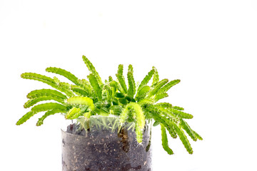 Dragon fruit tree isolated on white background