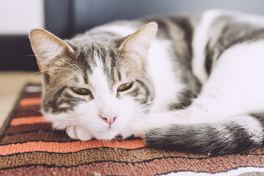 Chat Blanc Et Tigre Couche Sur Un Tapis Stock Photo Adobe Stock